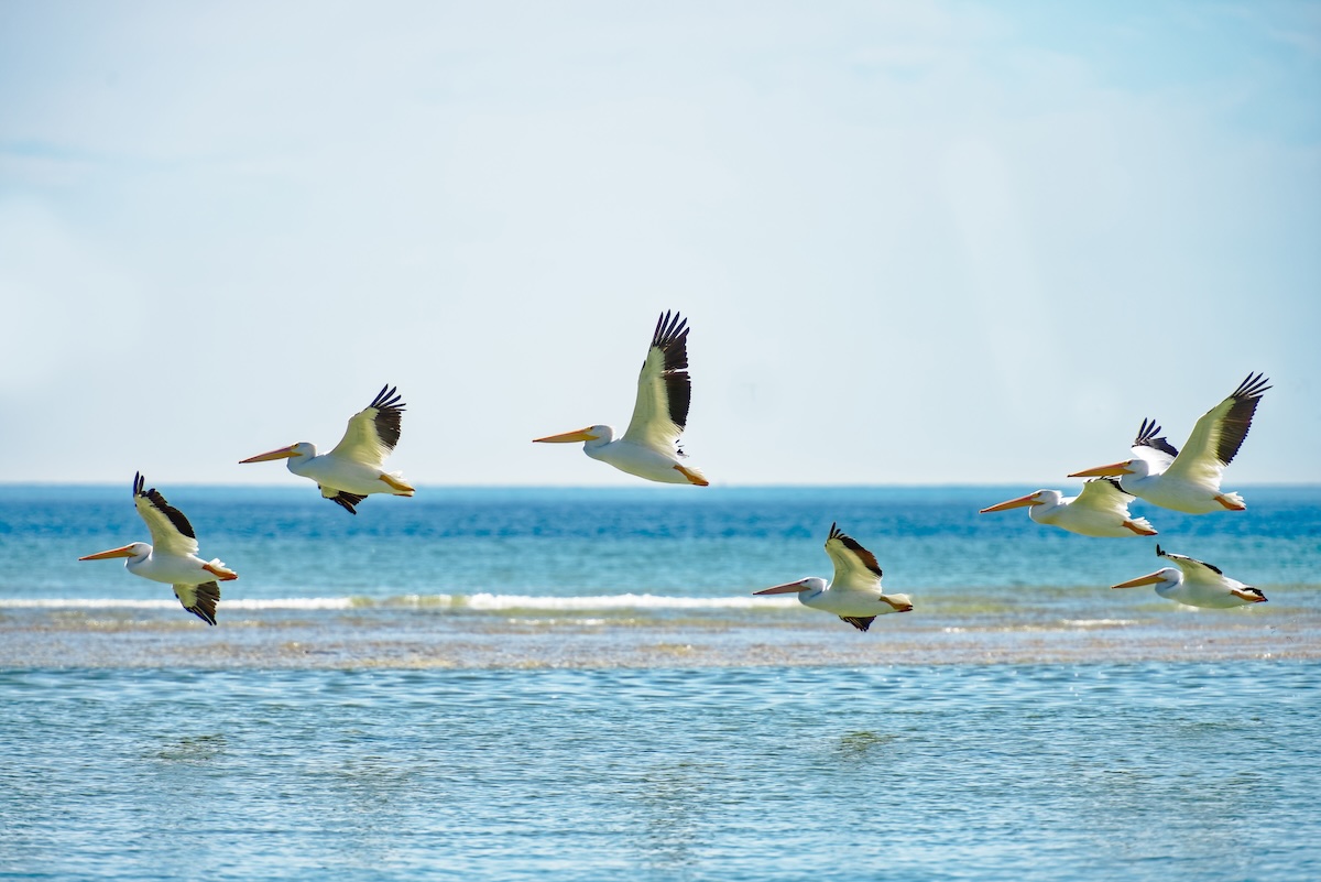 A picture of Sandbar Tours by Boat – Anna Maria Island, FL with Island Way Excursions