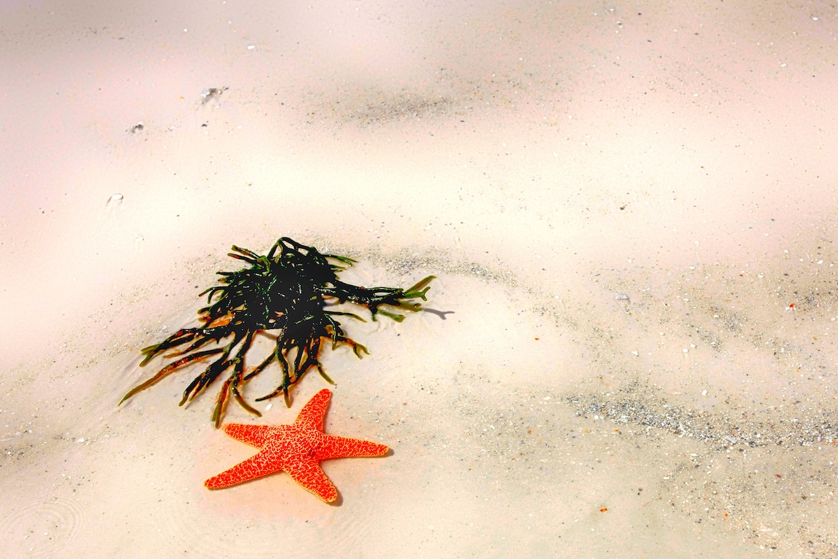 A picture of Sandbar Tours by Boat – Anna Maria Island, FL with Island Way Excursions