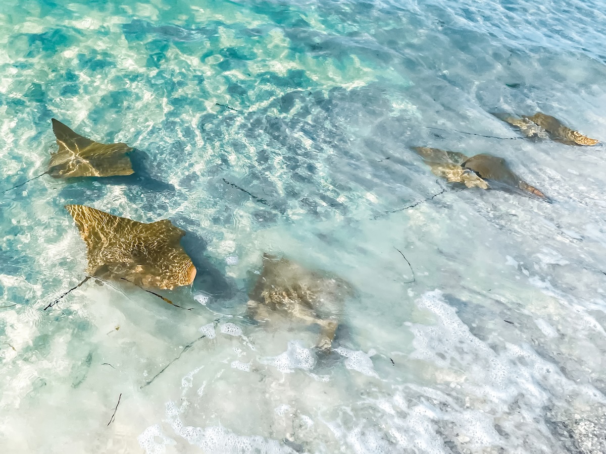 A picture of Sandbar Tours by Boat – Anna Maria Island, FL with Island Way Excursions