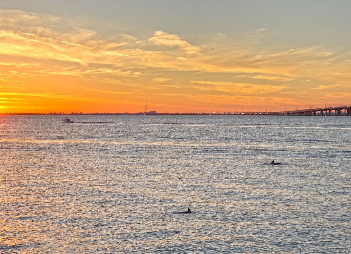 A picture of Tampa Dolphin Tours: Seeing Wild Dolphins on FL's Gulf Coast with Island Way Excursions