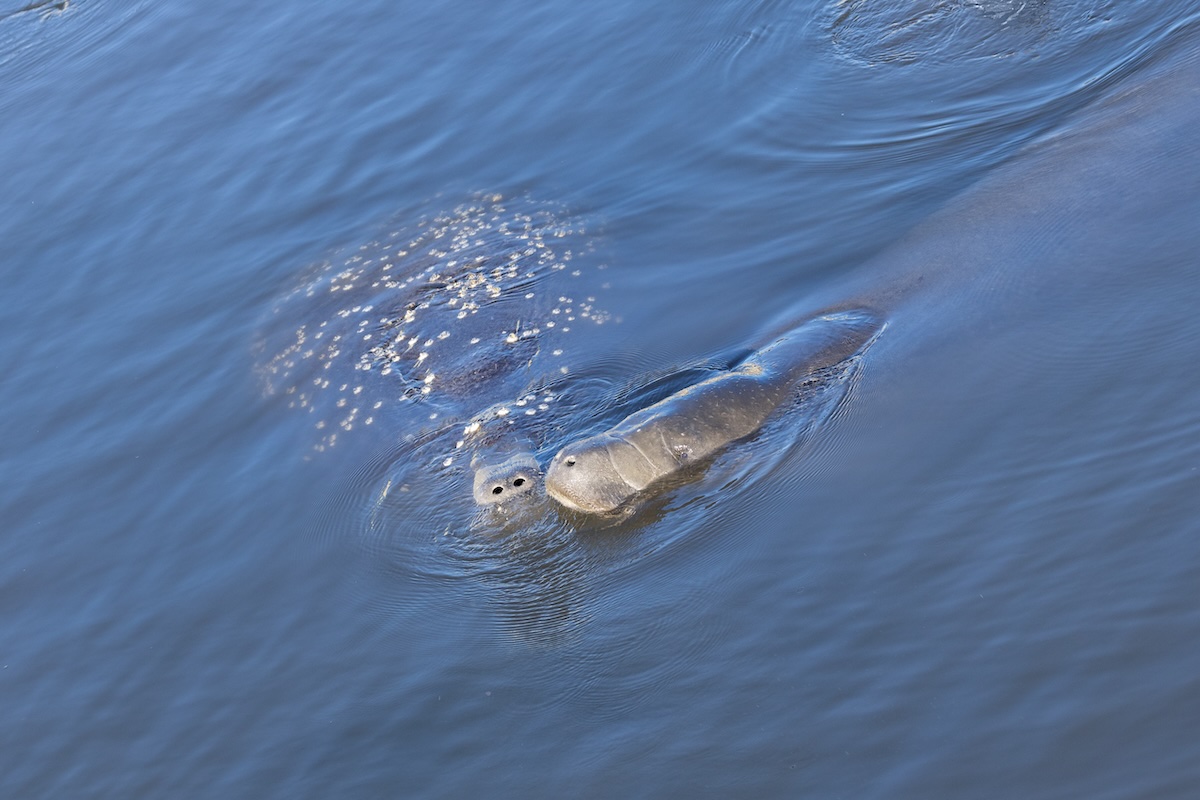 A picture of Tampa Dolphin Tours: Seeing Wild Dolphins on FL's Gulf Coast with Island Way Excursions