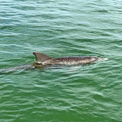 A picture of Home with Island Way Excursions